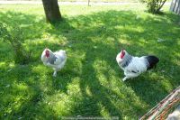 LV_Kneipp_Vorarlberg_Hol dir den Sommer ins Glas_Biohof_Lingenhel_Doren_11 LV_Kneipp_Vorarlberg_Hol dir den Sommer ins Glas_Biohof_Lingenhel_Doren_11